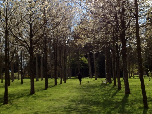 Spring in the arboretum, Château d'Harcourt