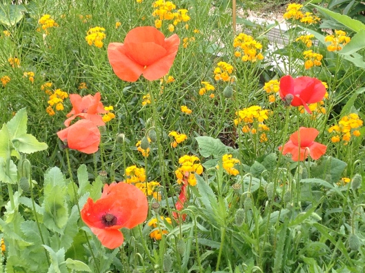 Poppies, Giverny