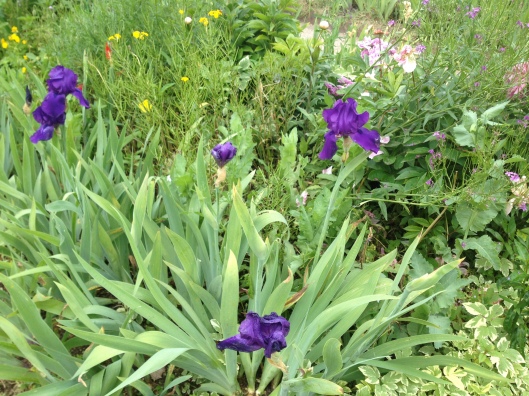 Irises, Giverny
